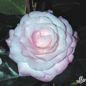 Desire Camellia, Camellia japonica 'Desire'